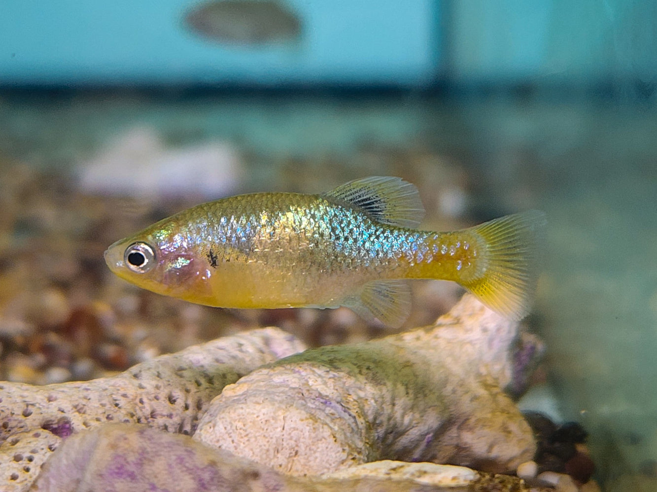 * Livebearers *  Xenotoca doadrioi 2-4cm