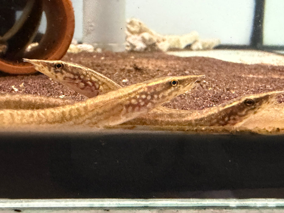 * Other Species * Mastacembelus Liberiensis (African Orange Spot Spiny eel) 8-13cm