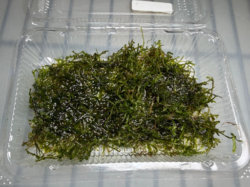 * Plants* Java Moss Loose #JML