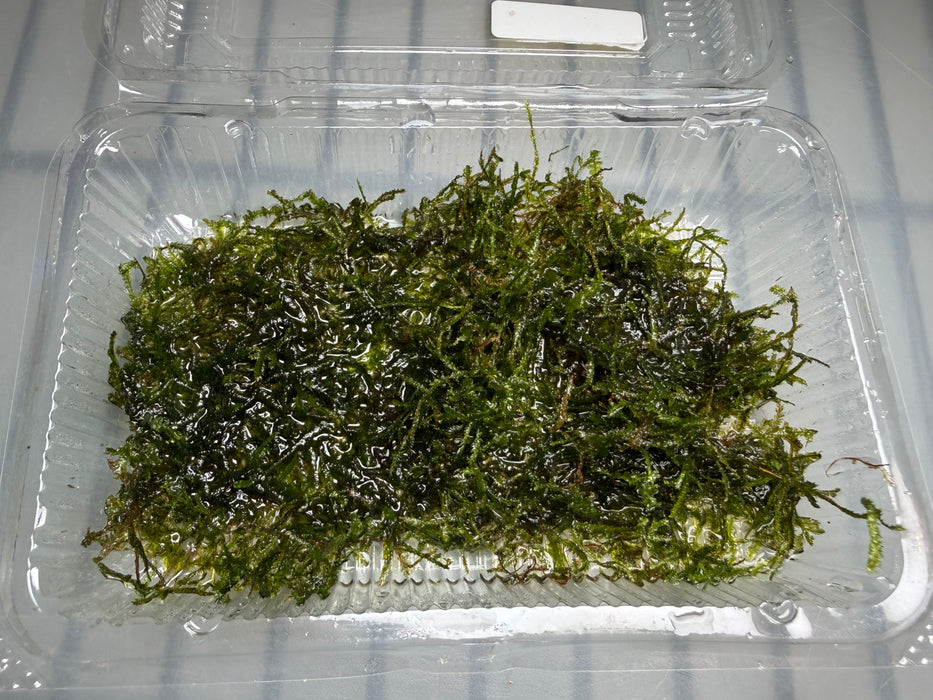 * Plants* Java Moss Loose #JML