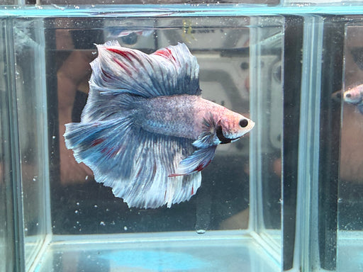 * Betta * DTHM Doubletail Halfmoon (Actual Fish) #50
