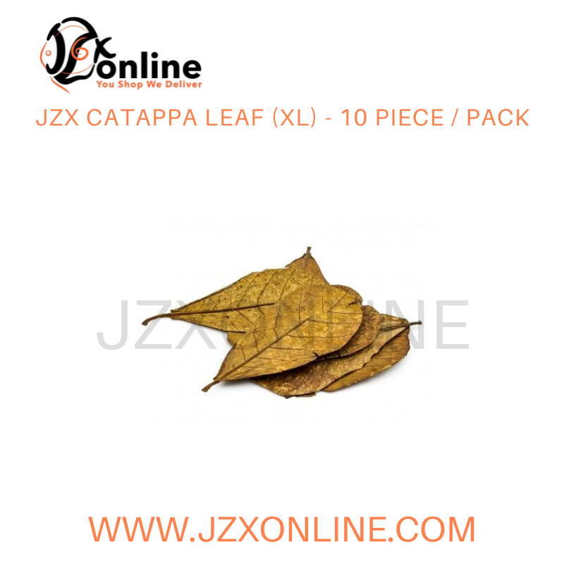 JZX Catappa Leaf (XL) - 10 piece / pack