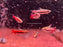 * Tetra  * Nannostomus Mortenthaleri “Coral Red pencilfish"