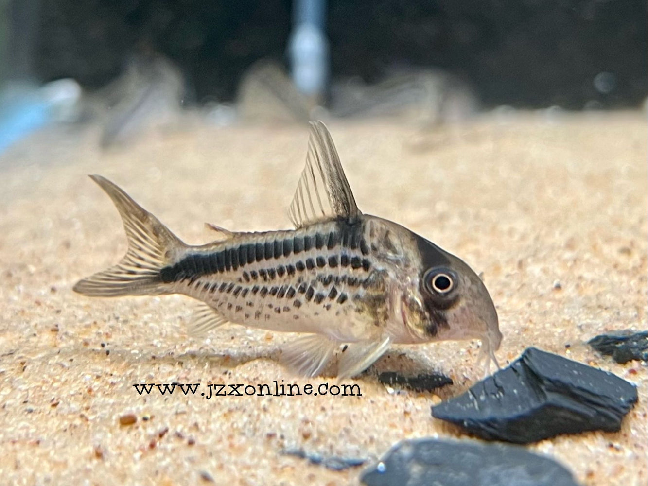 * Corydoras * Hoplisoma loxozonus  3-4cm