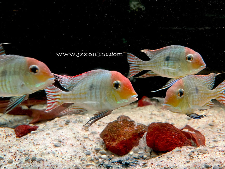 * Cichlids * Geophagus pyrocephalus (Red head Tapajos) 10cm