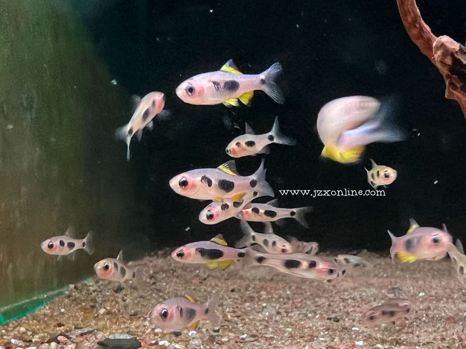 * Tetra  * Enteromius hulstaerti (African Butterfly Barb) 2cm