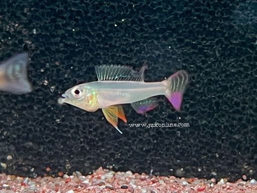 * Cichlids * Biotoecus opercularis 5cm