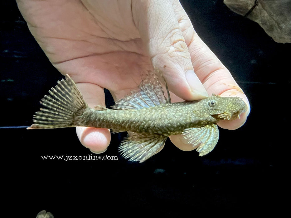 * Pleco *  Ancistrus sp. 10-12cm PAIR