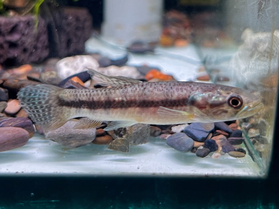 * Other Species * Erythrinus sp. Peru (Purple Wolf Fish) 6-8cm