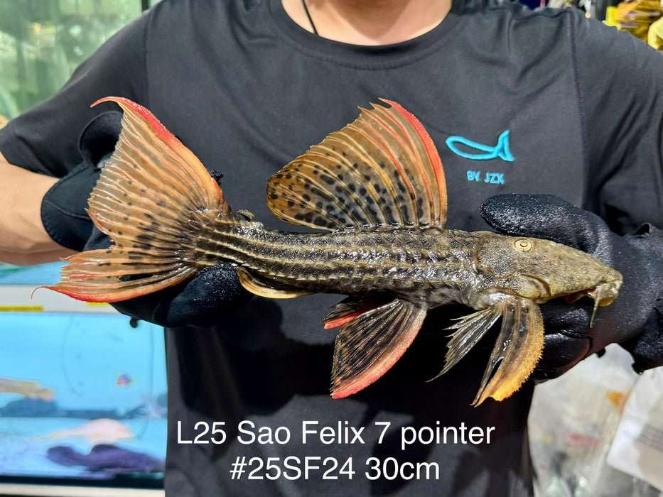 * Pleco *  Pseudacanthicus Pirarara (L25 Sao Felix) 30cm #25SF24 (Actual piece)