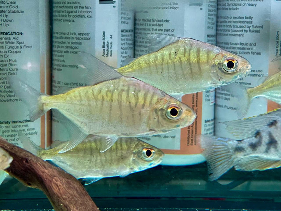 * OtherSpecies  Acnodon normani (Sheep Pacu) 10-12cm