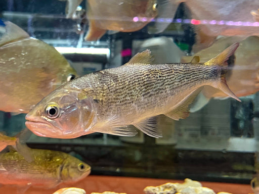 * OtherSpecies  Salminus brasiliensis (Golden dorado) 12-15cm