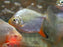 * OtherSpecies  Myloplus rubripinnis (Redhook Pacu) WILD 8-10cm