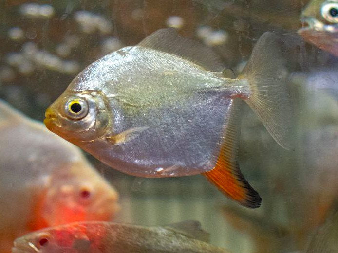 * OtherSpecies  Myloplus rubripinnis (Redhook Pacu) WILD 8-10cm