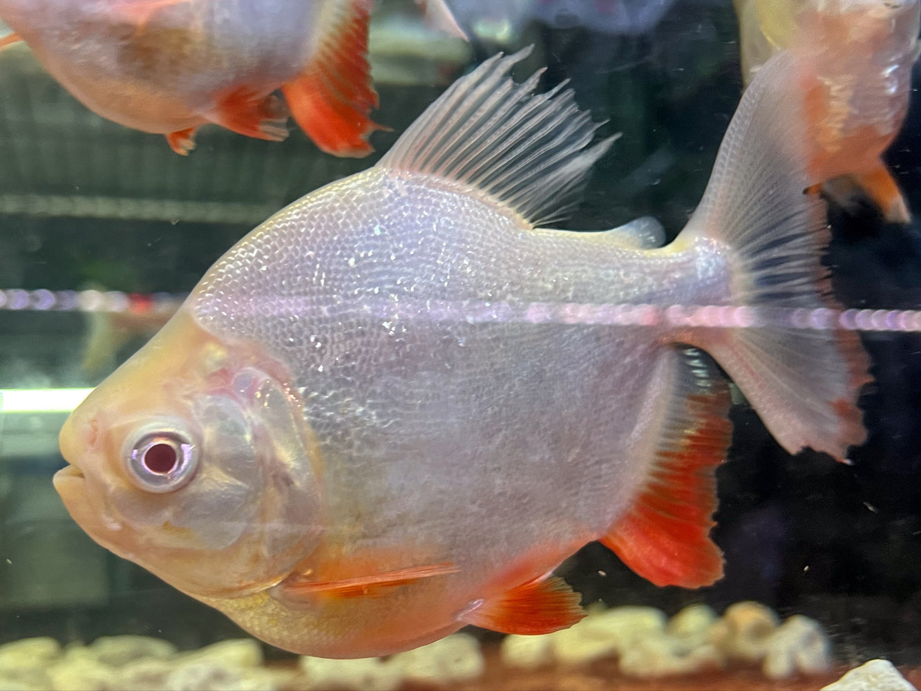 * OtherSpecies  SB Piaractus brachypomus "Albino"(Shortbody Albino Pacu) 12-15cm