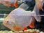 * OtherSpecies  SB Piaractus brachypomus "Albino"(Shortbody Albino Pacu) 12-15cm