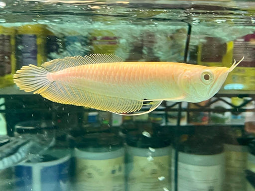 * Arowana * Osteoglossum bicirrhosum "Albino" (Albino silver arowana) 18-22cm