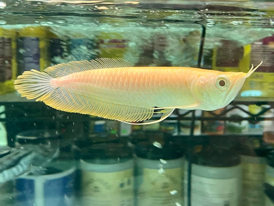 * Arowana * Osteoglossum bicirrhosum "Albino" (Albino silver arowana) 18-22cm