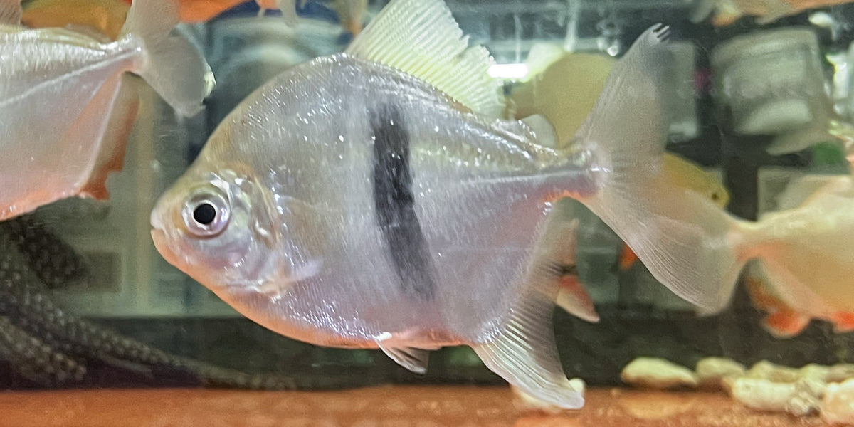 OtherSpecies Myloplus aylan EBH (Emperor blue hook) 8-10cm — jzxonline
