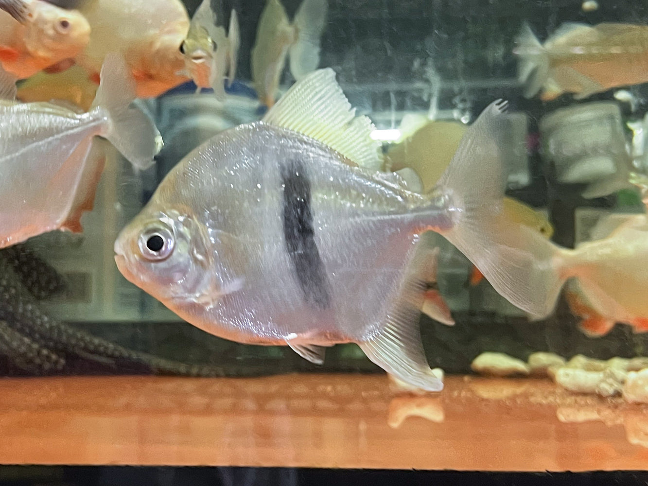 blue hook silver dollar fish dollars Fins Worldwide Keep Good Silver Dollar Fish
