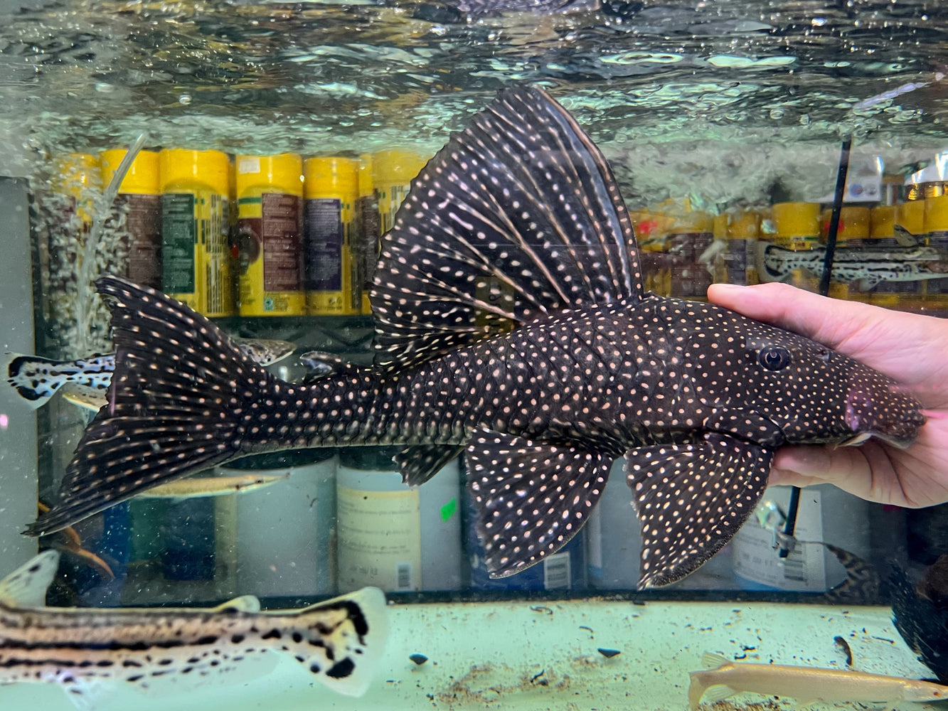 * Pleco *  Hypostomus roseopunctatus 42cm #Ros01 (Actual piece)