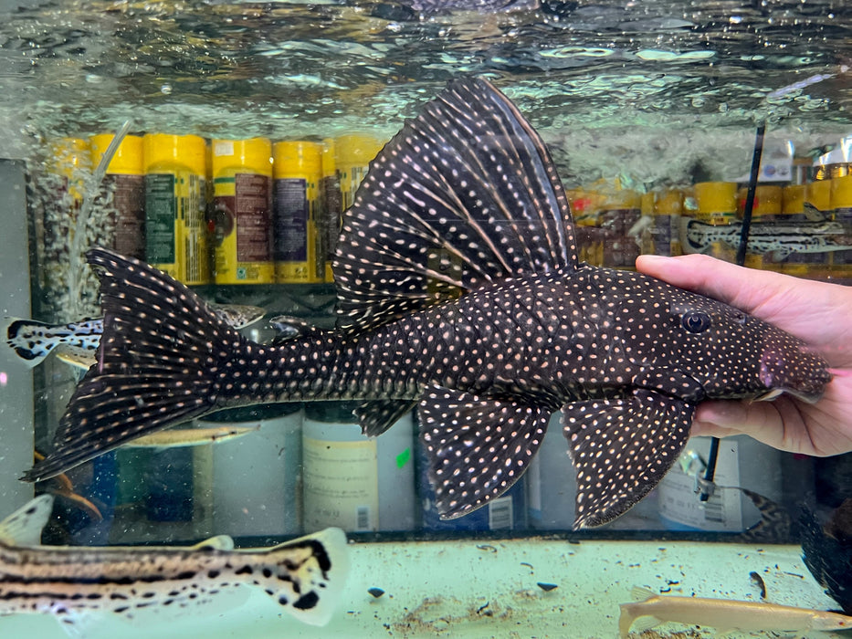 * Pleco *  Hypostomus roseopunctatus 42cm #Ros01 (Actual piece)
