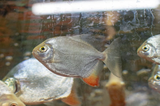 * OtherSpecies Myloplus arnoldi(Yellow hook) 8-10cm *Rare*