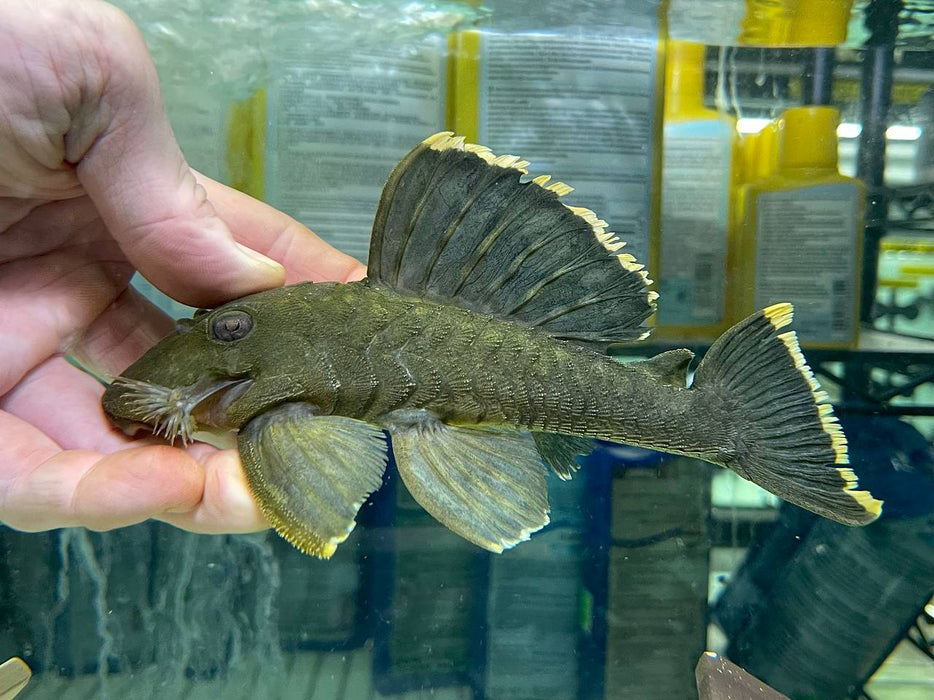 * Pleco *  Baryancistrus chrysolomus (L47 Mango Pleco) 18-21cm