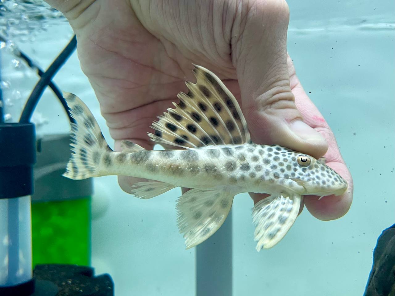 * Pleco *  Peckoltia sabaji (L75 Para Pleco) 12-14cm