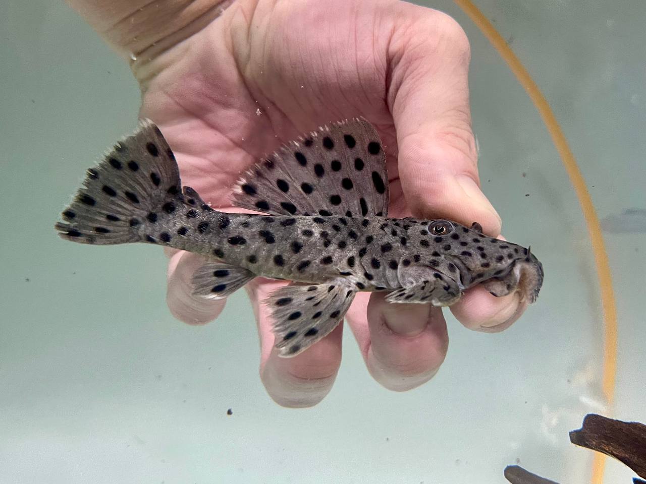 * Pleco *  Leporacanthicus joselimai (L264 Sultan Pleco) 12-14cm