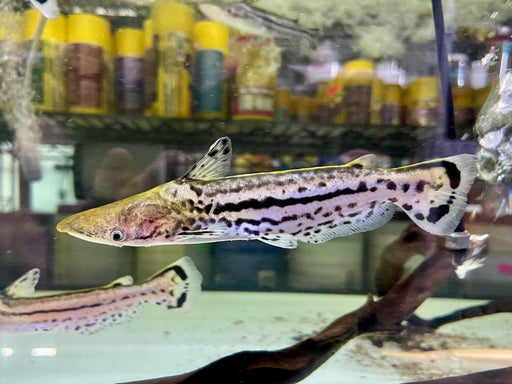 * Catfish *  Ageneiosus magoi 12-15cm