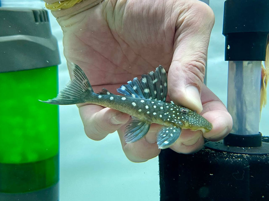 * Pleco *  Hemiancistrus sp (L128 Blue Phantom Pleco) 8-10cm