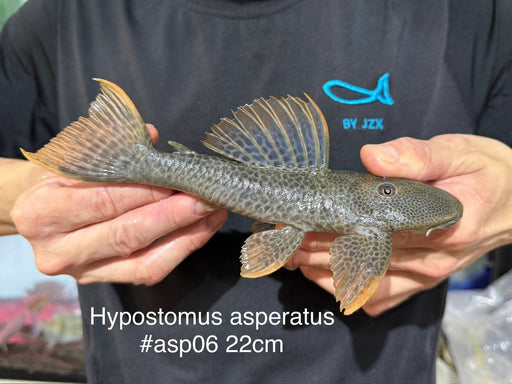 * Pleco *  Hypostomus asperatus 22cm #ASP06 (Actual piece)