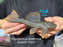 * Pleco *  Hypostomus asperatus 22cm #ASP06 (Actual piece)