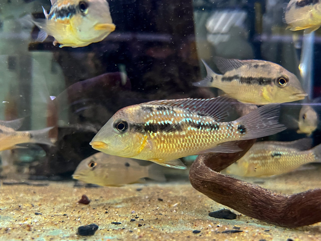 * Cichlid * Geophagus sp. Alto Sinu (Gold dust eartheater) 6-8cm