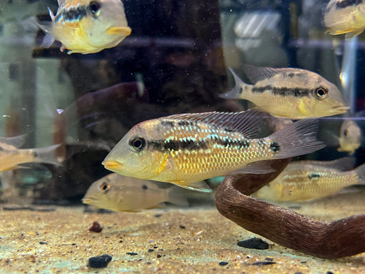 * Cichlid * Geophagus sp. Alto Sinu (Gold dust eartheater) 6-8cm