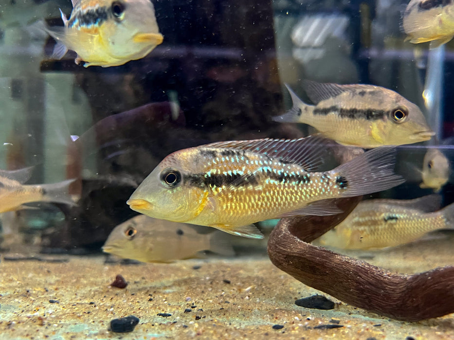 * Cichlid * Geophagus sp. Alto Sinu (Gold dust eartheater) 6-8cm