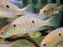 * Cichlid * Geophagus argyrostictus (Blue Lip Eartheater) 10-12cm