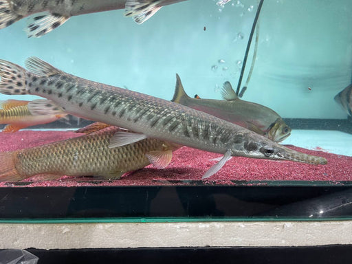 * Other Species * Lepisosteus platyrhincus (Florida Gar) 38-40cm