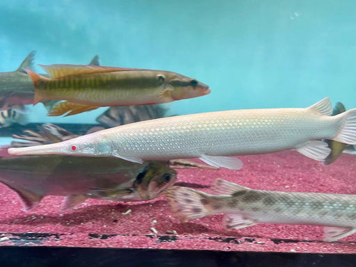 * Other Species * Lepisosteus platyrhincus ALBINO (Albino Florida Gar) 30-35cm