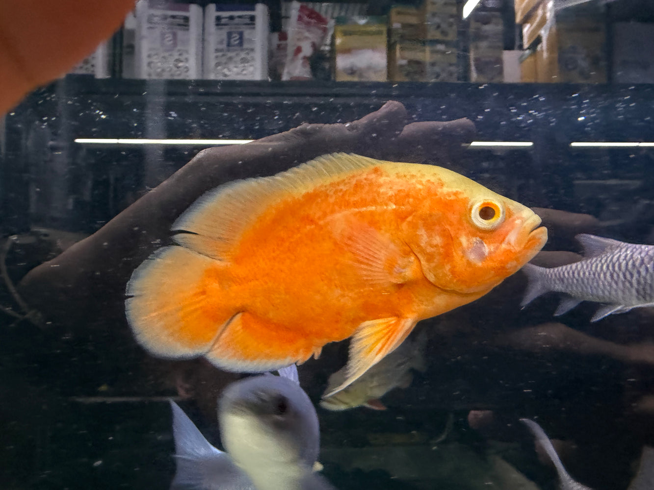 * Cichlids * Astronotus Ocellatus RED ALBINO (Albino red Oscar) 12-14cm