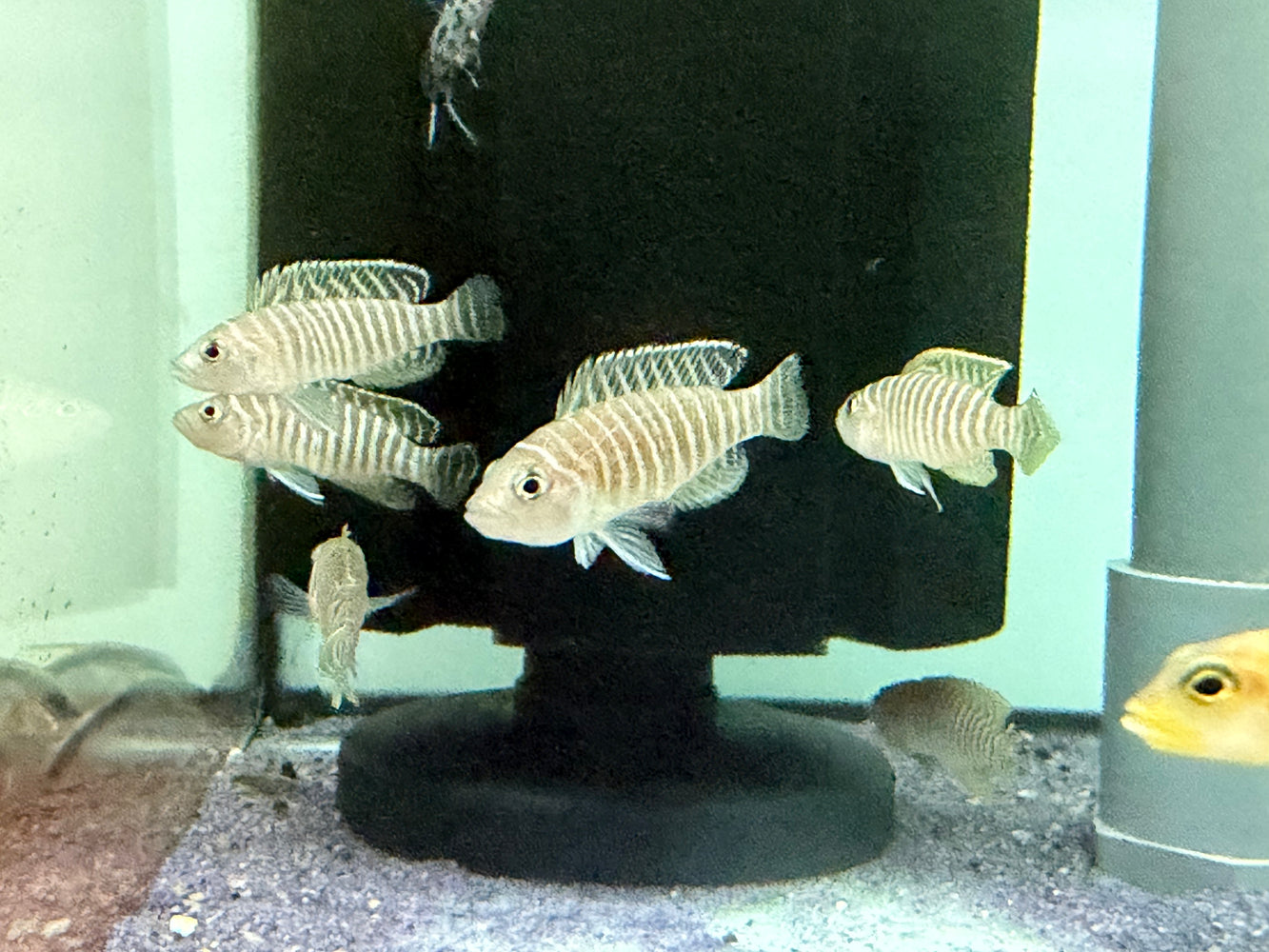 * Cichlid * Lamprologus Similis