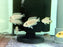 * Cichlid * Lamprologus Similis