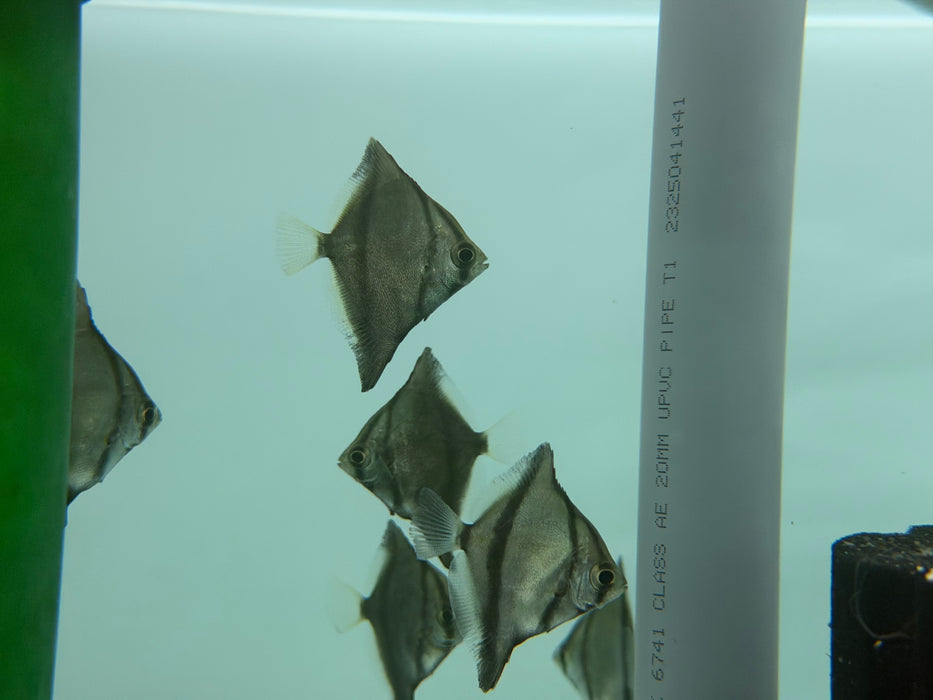 * Other Species * Monodactylus sebae (Mono Sebae)