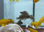 * Cichlids * Altolamprologus Calvus Black 4cm