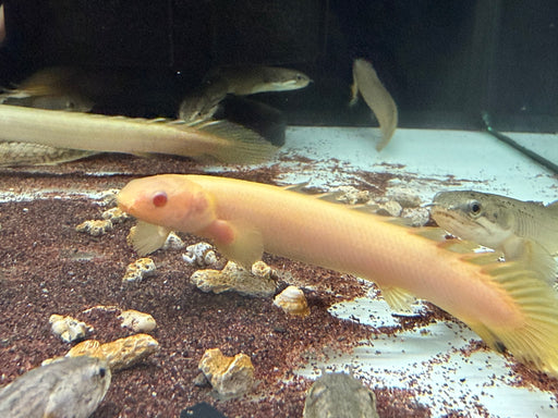 * Polypterus * Polypterus senegalus ALBINO (Albino senegalus) CB 7.5cm