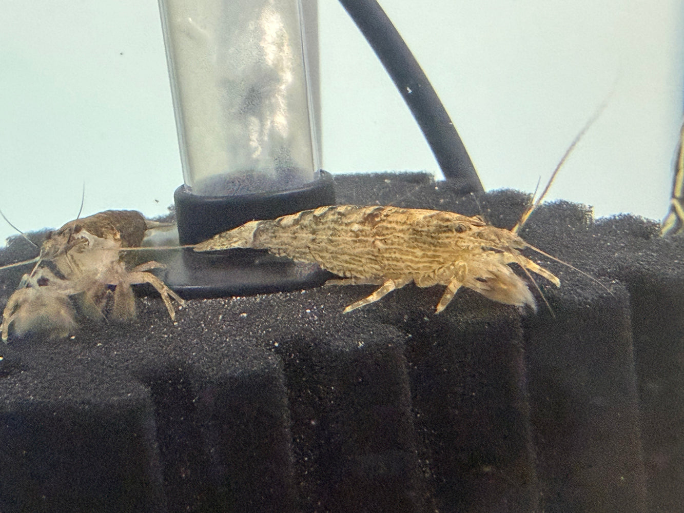 * Shrimps *  Atyopsis moluccensis (Mountain shrimp/ bamboo shrimp)