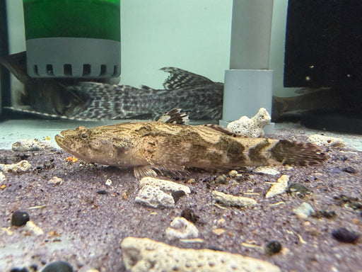 * Other Species * Oxyeleotris marmorata (Marbled Goby) “Soon Hock” 12-15cm