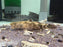 * Other Species * Oxyeleotris marmorata (Marbled Goby) “Soon Hock” 12-15cm