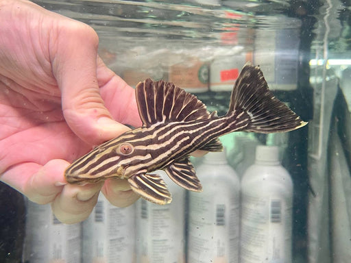 * Pleco *  Panaque armbrusteri (L27D Tapajos Goldline Thunder) 10-12cm